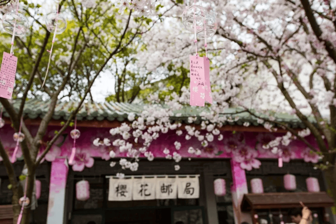 油菜花_樱花树_桃花