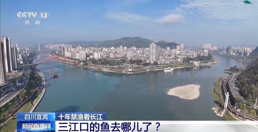 来这里踩点的时候,在我身后的这个三江汇流处,真的肉眼可见的有很多鱼