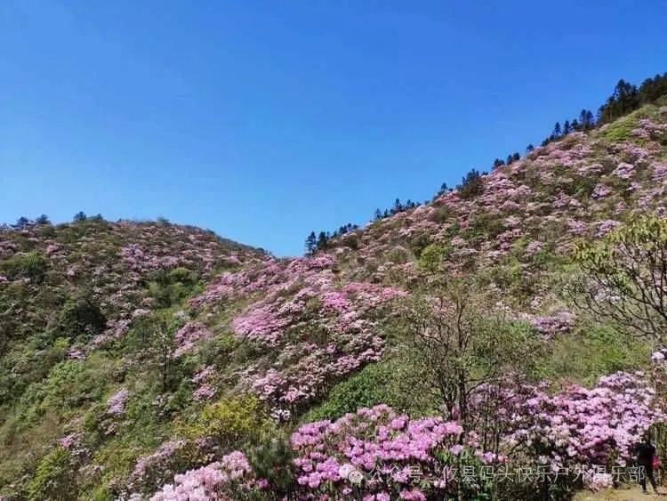 4月14日徒步上江西坳,赏高山云锦杜鹃花.