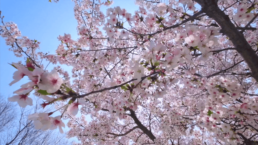 上海免费开放的1500米最美樱花大道梦幻缤纷