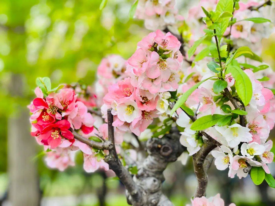 迎来盛花期北京绝美海棠花海都去哪儿看除了元大都还有