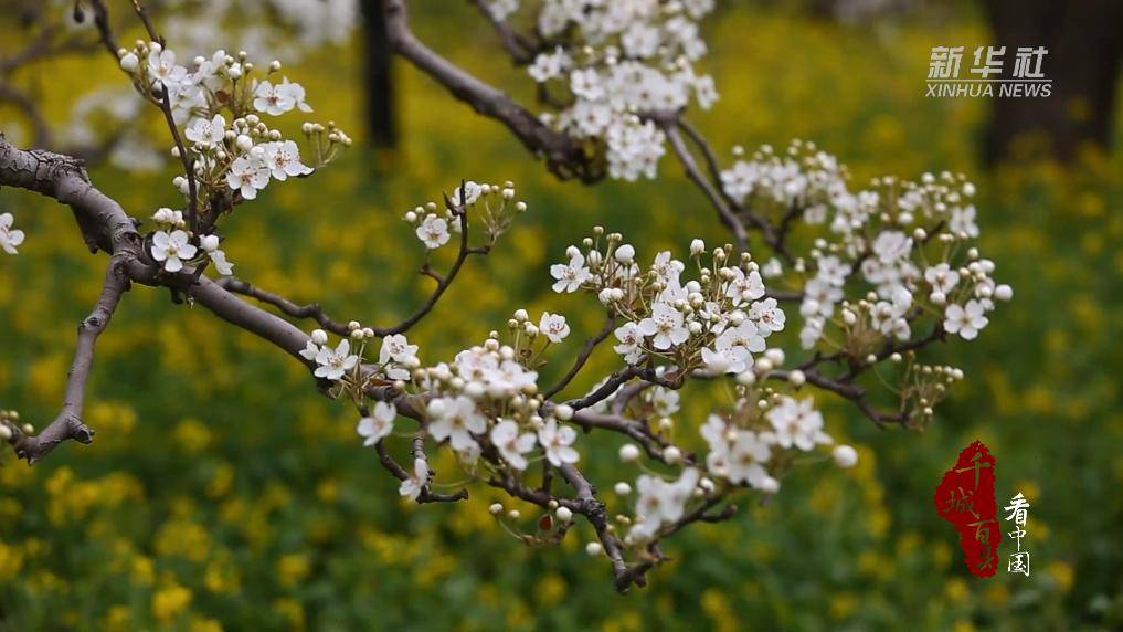 河北赵县:赏万顷梨园 品梨花美食_都让人_梨树_菜品