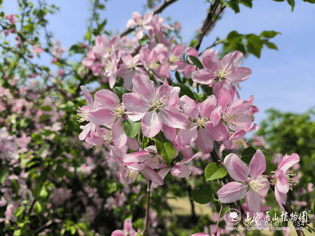 趣游佘山|时晴时雨,辰山海棠依旧_苹果_malus_植物