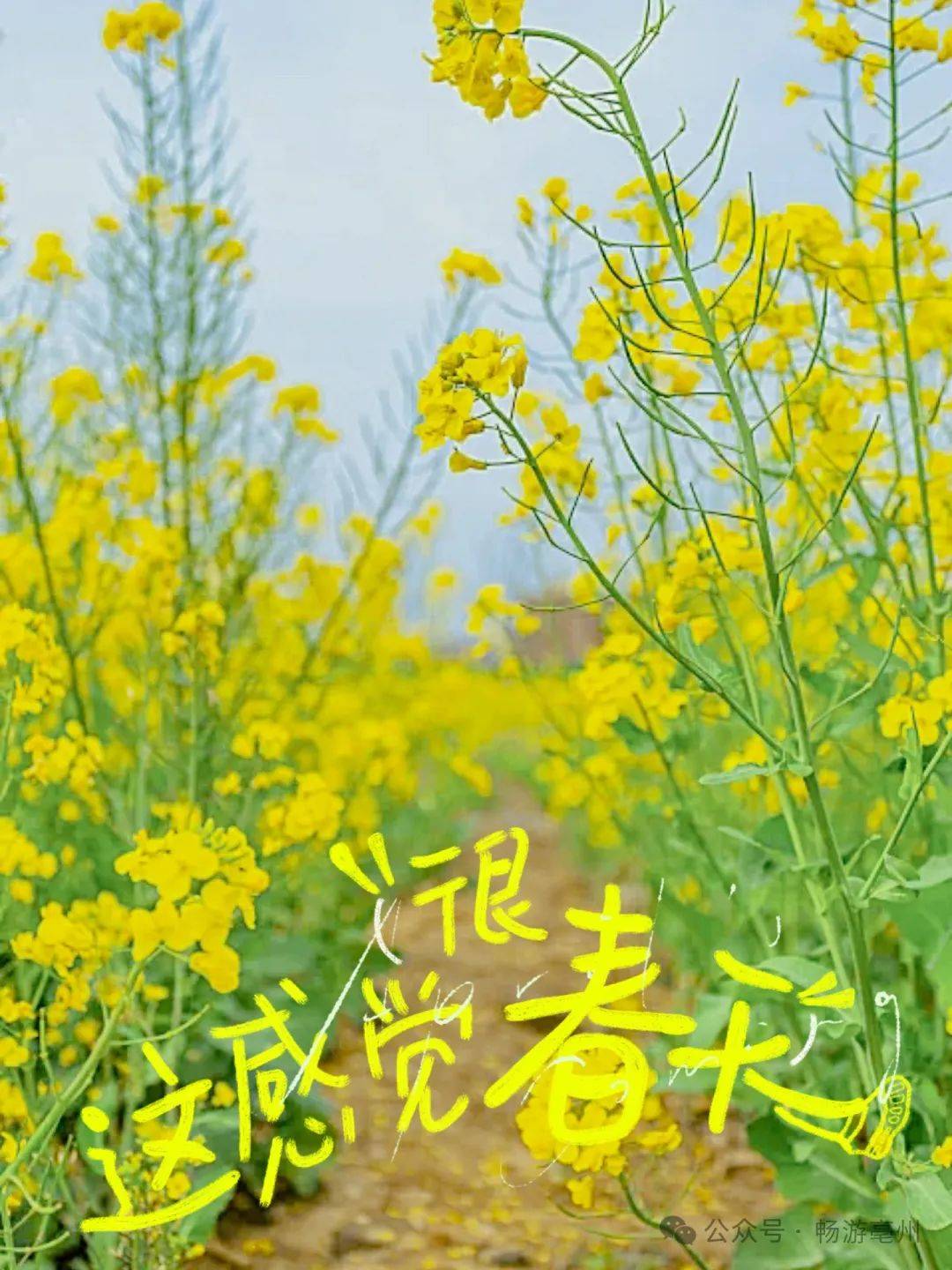 油你菜好快看华佗百草园的油菜花开了646464