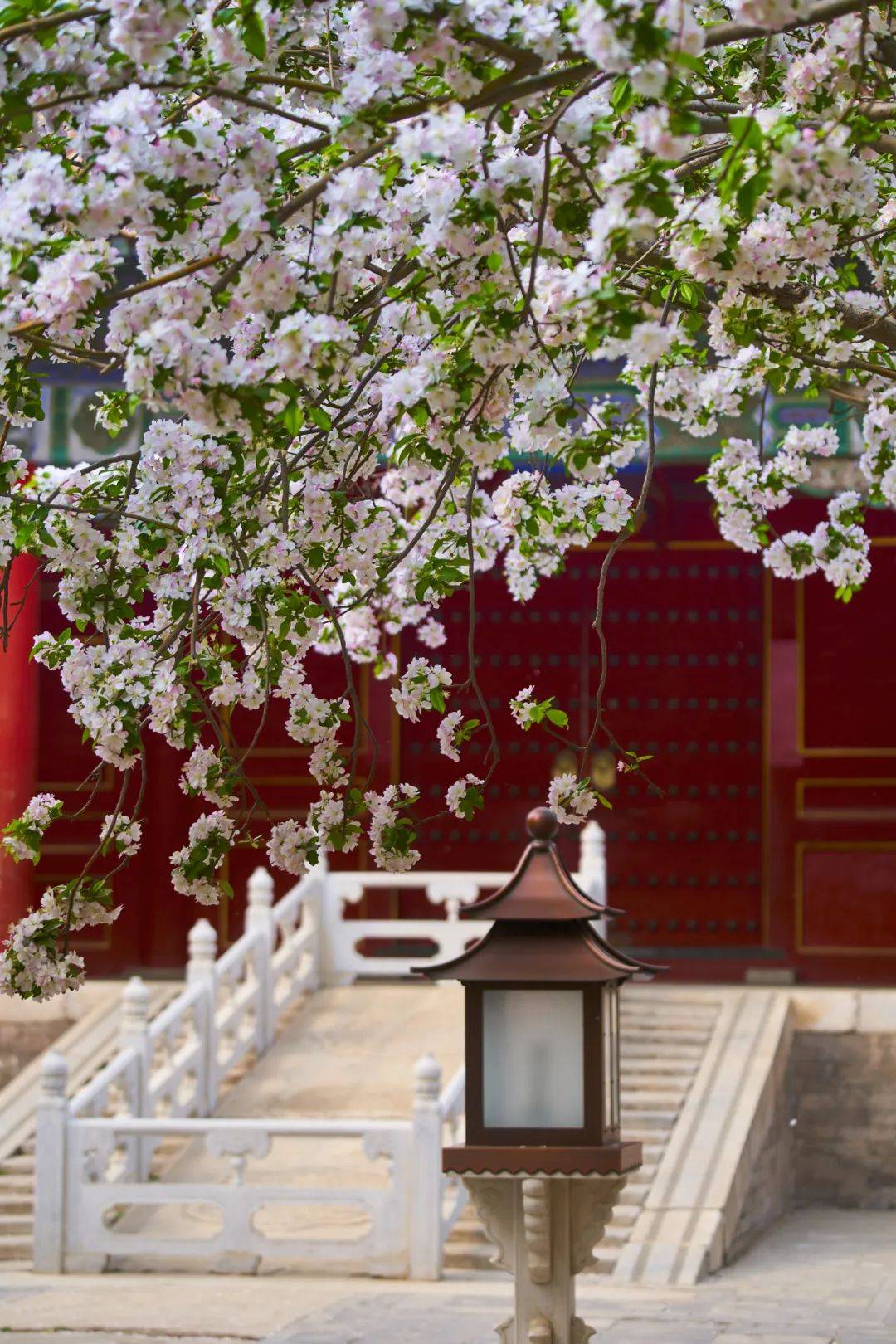 迎来盛花期北京绝美海棠花海都去哪儿看除了元大都还有