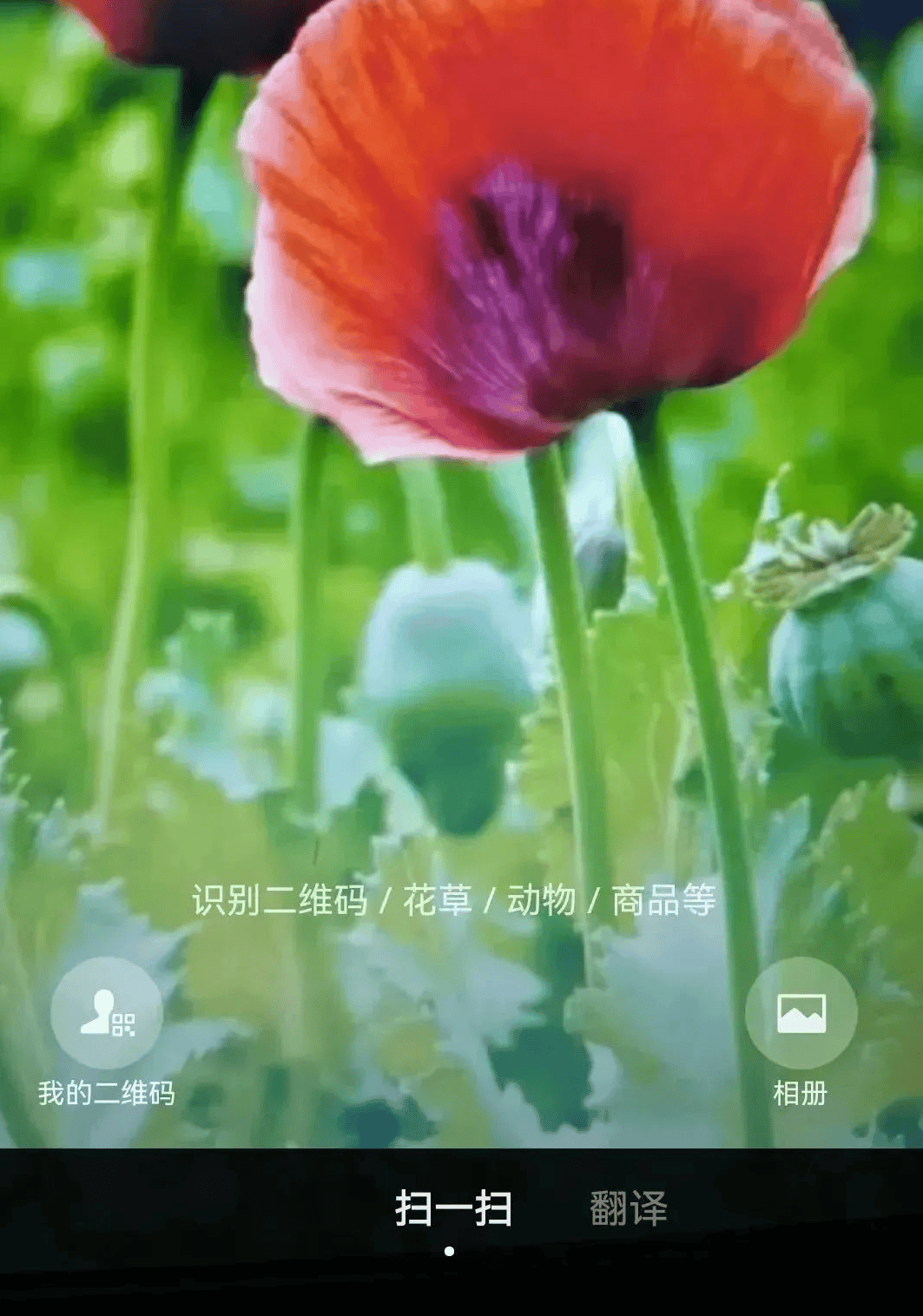 方法最后再为大家提供一个罂粟生长周期图解雪里红的叶子边缘锯齿深