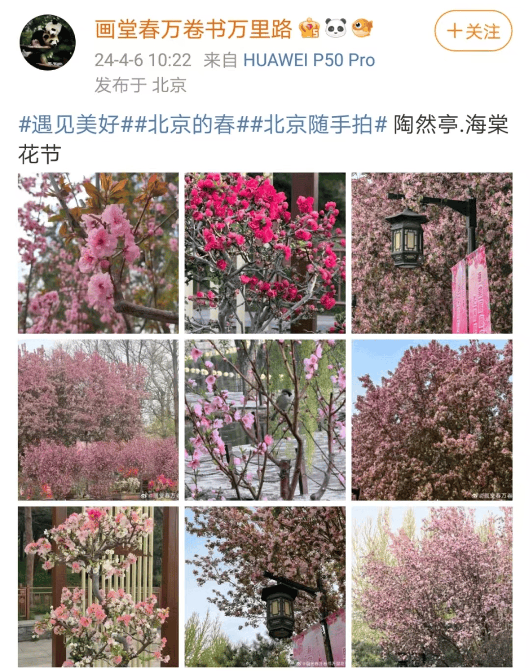 迎来盛花期北京绝美海棠花海都去哪儿看除了元大都还有