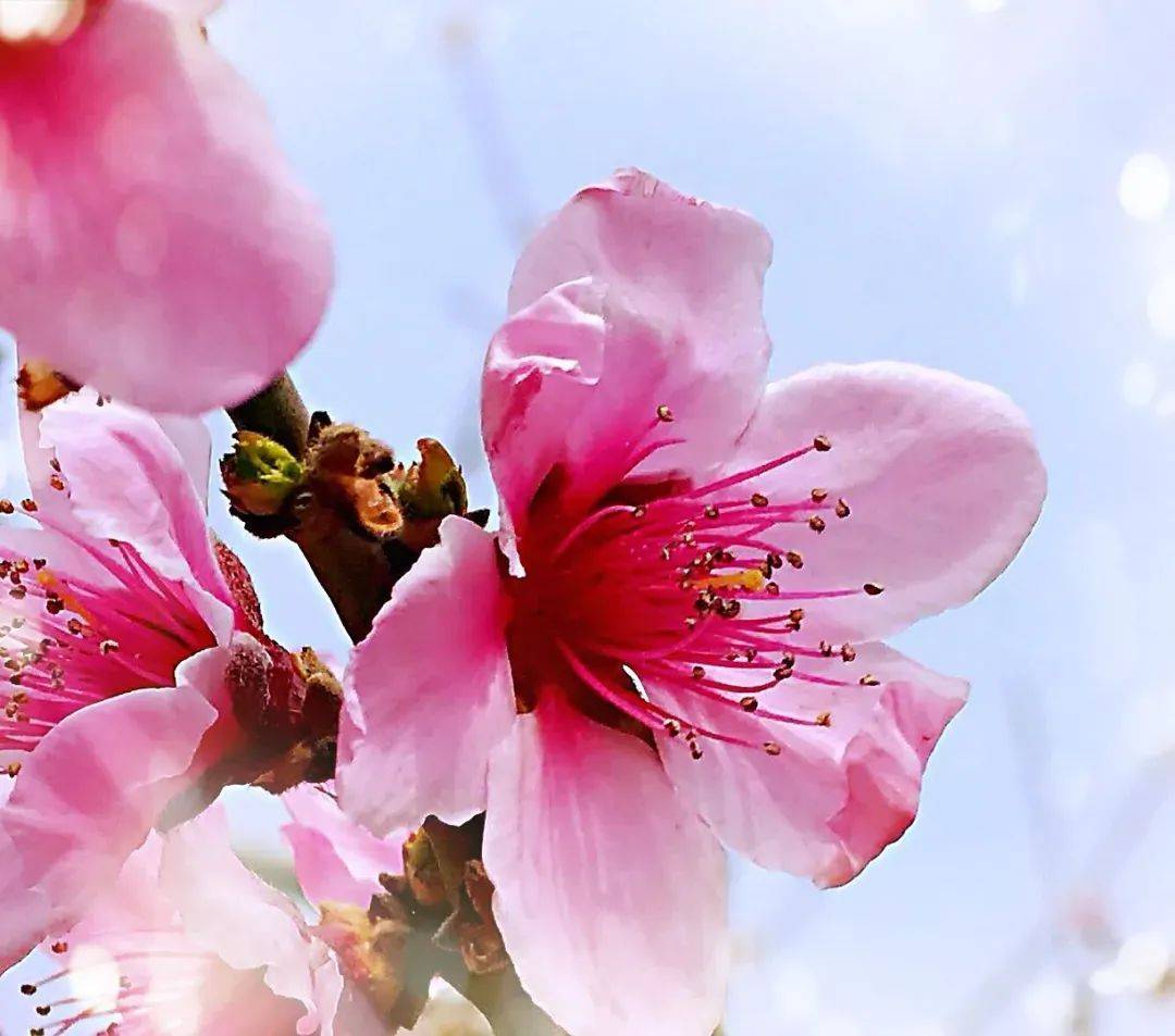 吃在>桃花节>part 06观 →网络直播(spring)本次启动仪式将在长清融媒