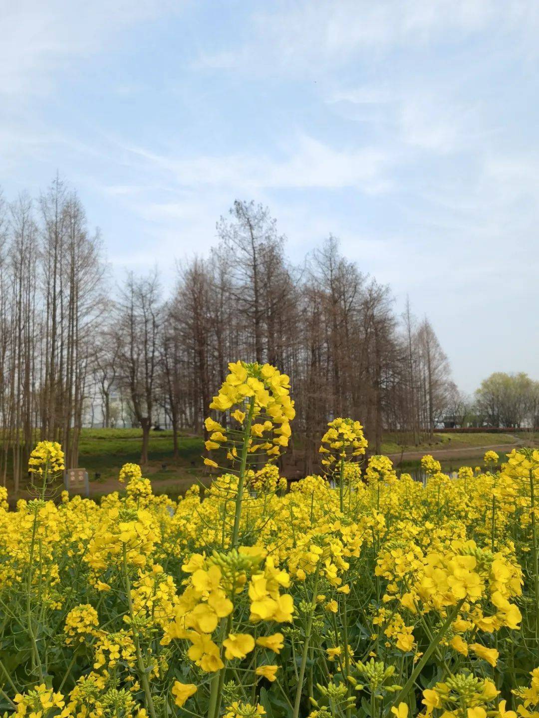 油菜花发朋友圈图片