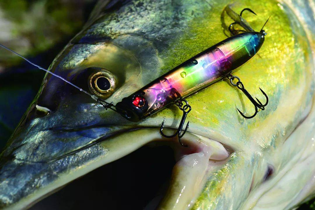 体长1.4米的大鱤鱼,能上岸全靠"赌"……_里下河_路亚_水面