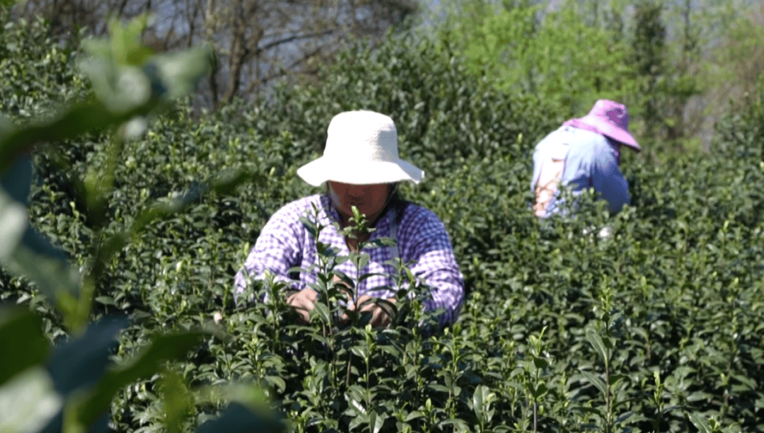 大关:明前茶香漫溢出高山峡谷_茶叶_刘享芬_加工