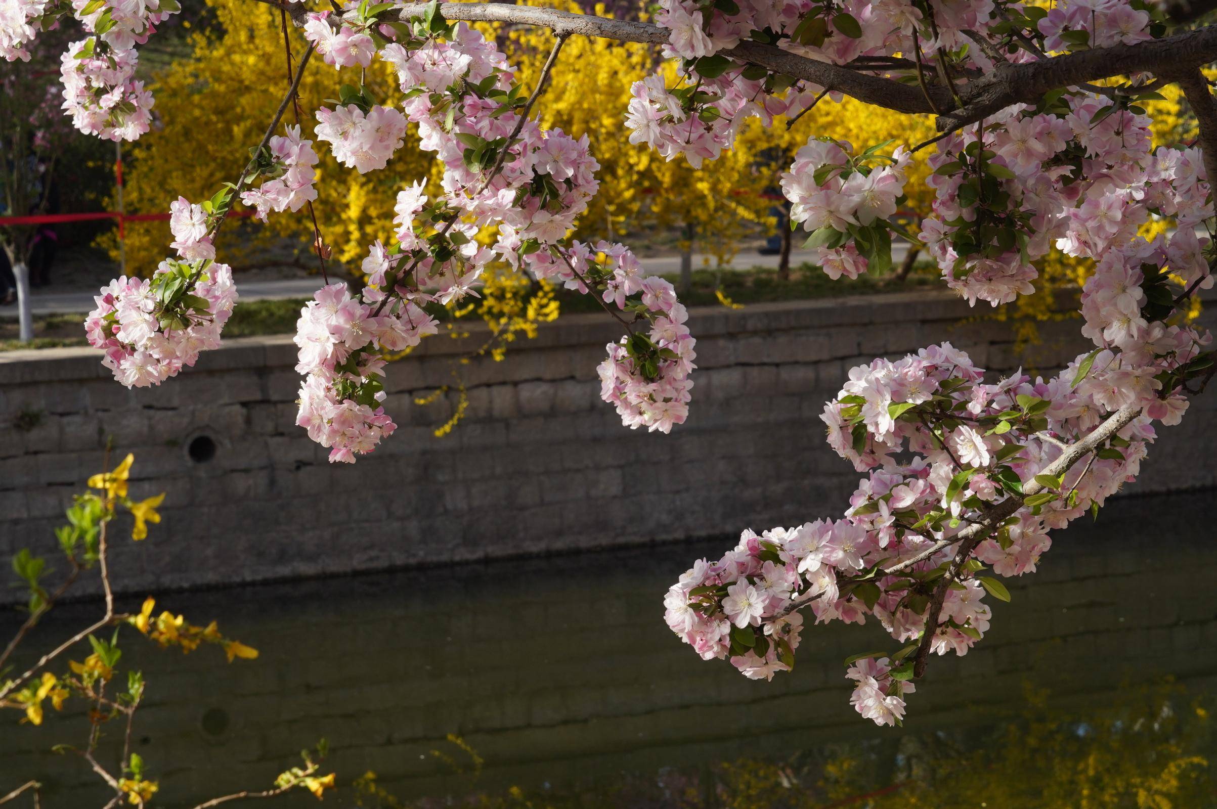 元大都城垣遗址公园"海棠花溪"浪漫非凡