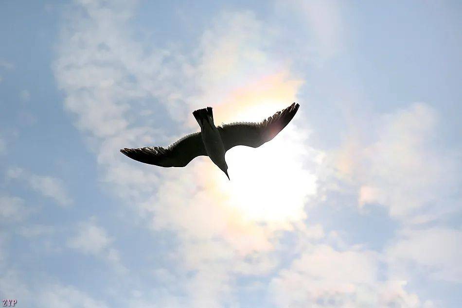 千姿百态的海鸥