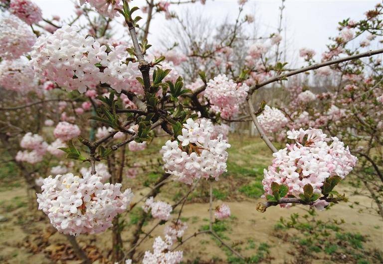 快来跟着植物学家走进"花花世界"_兰州_樱花_黄河