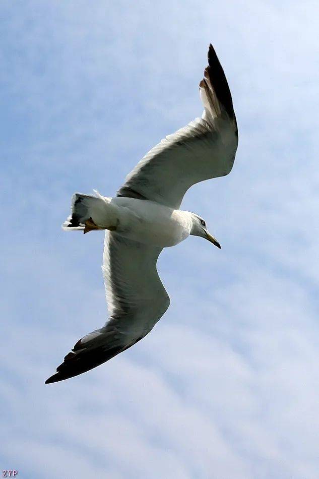 千姿百态的海鸥