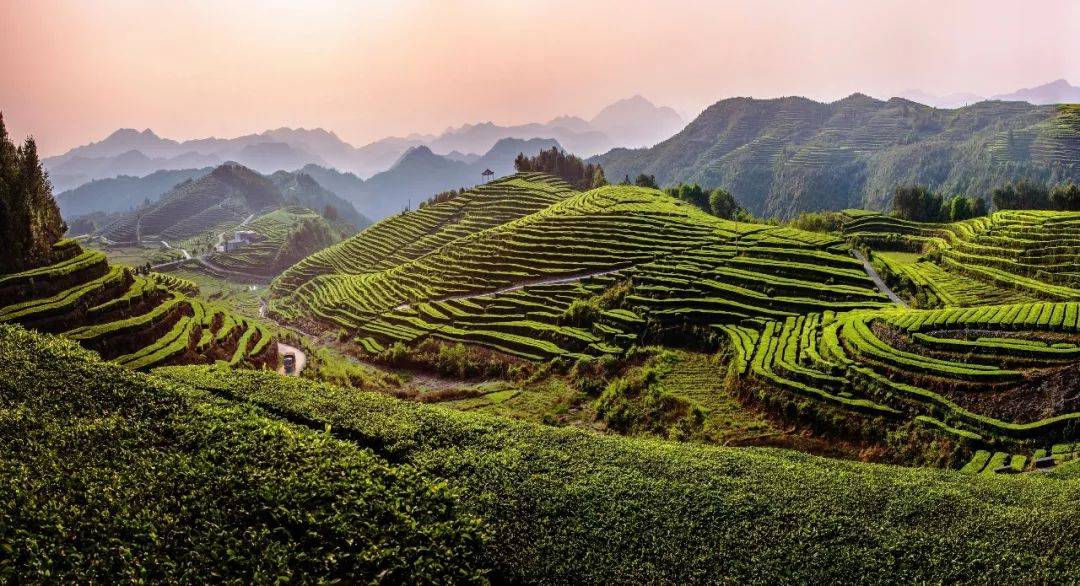 万排茶园被誉为中国最美茶园,也是温州名茶泰顺三杯香的原产地.