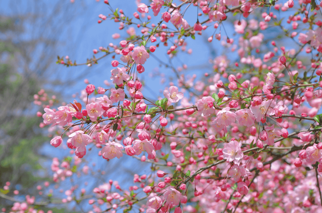 公园花信风