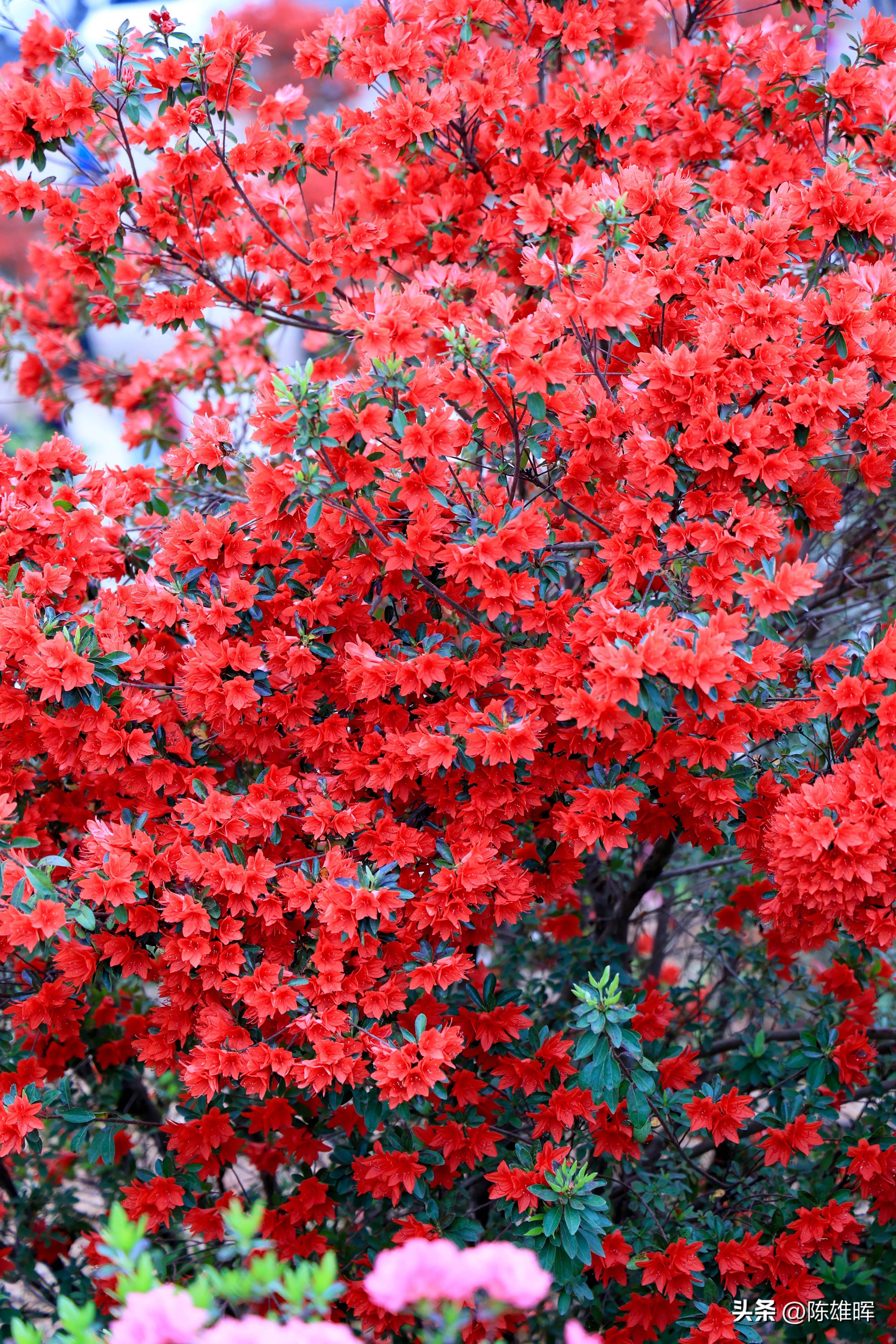 杜鹃花真实图片图片