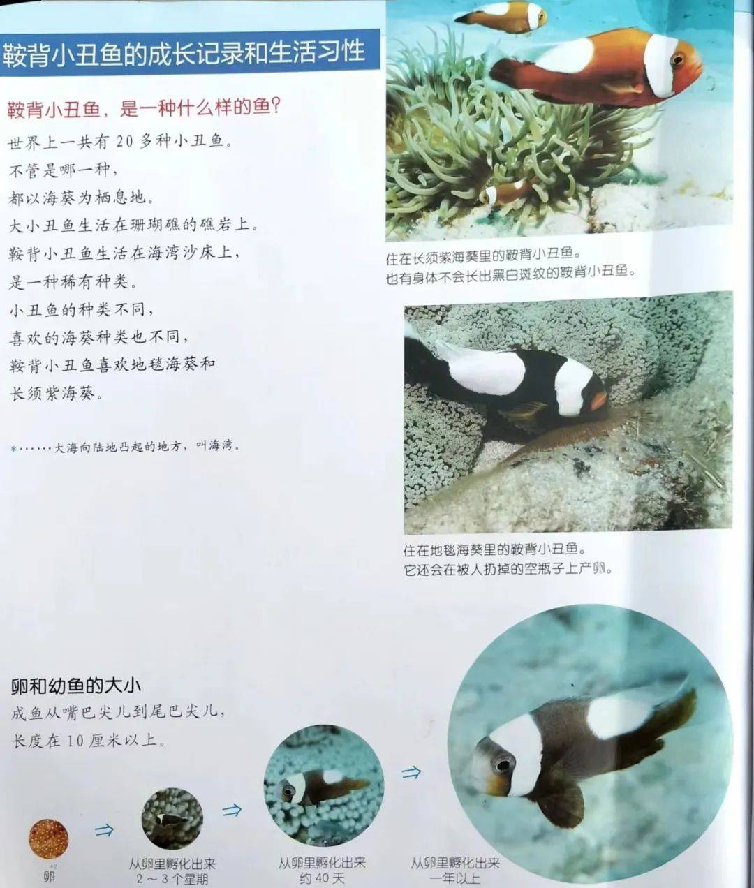 小丑鱼_海葵_雄鱼_宝宝