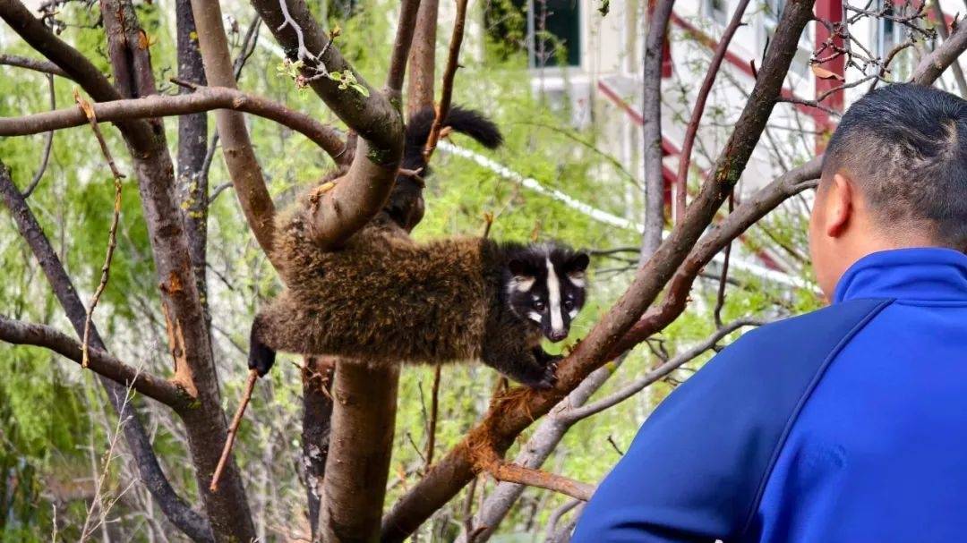 国家二级保护动物花面狸误入营区被困,"蓝朋友"及时救助放归