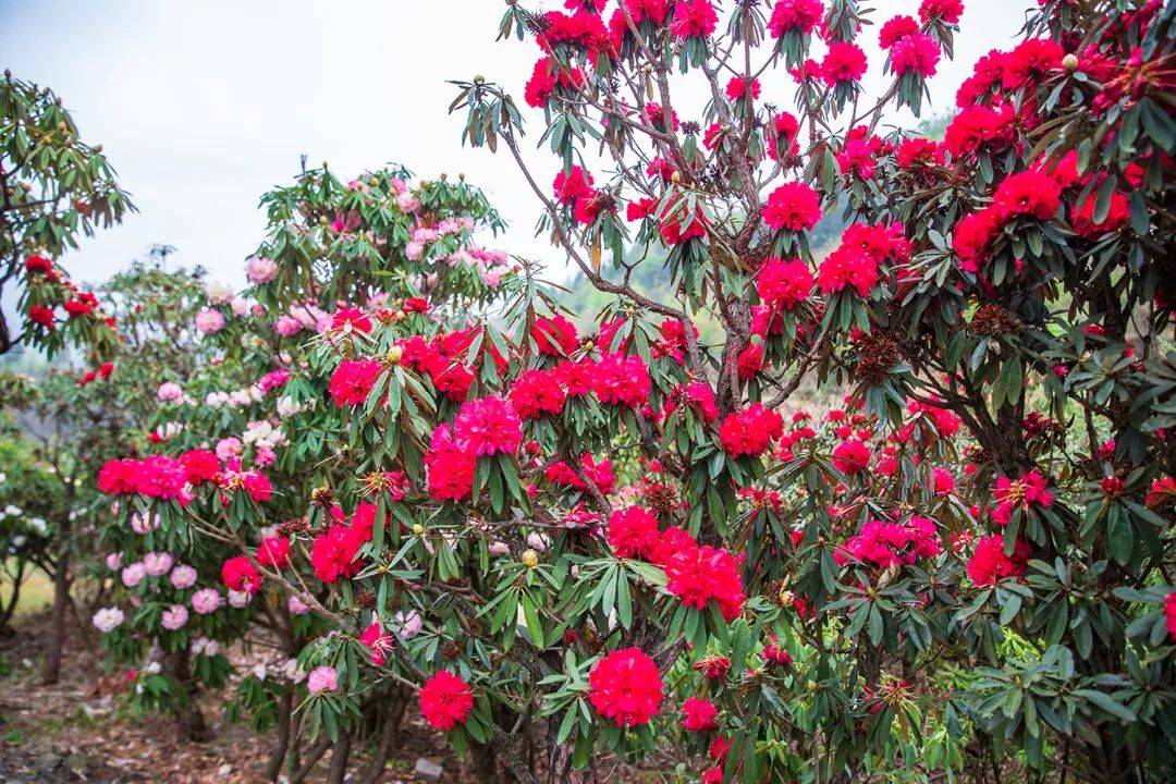 【四季四美,春之约】河沟村的杜鹃花,正在"野蛮"盛放
