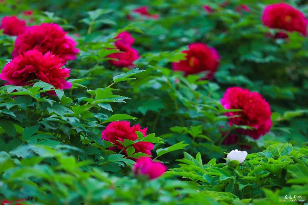 人间最美四月天,牡丹花开倾国色