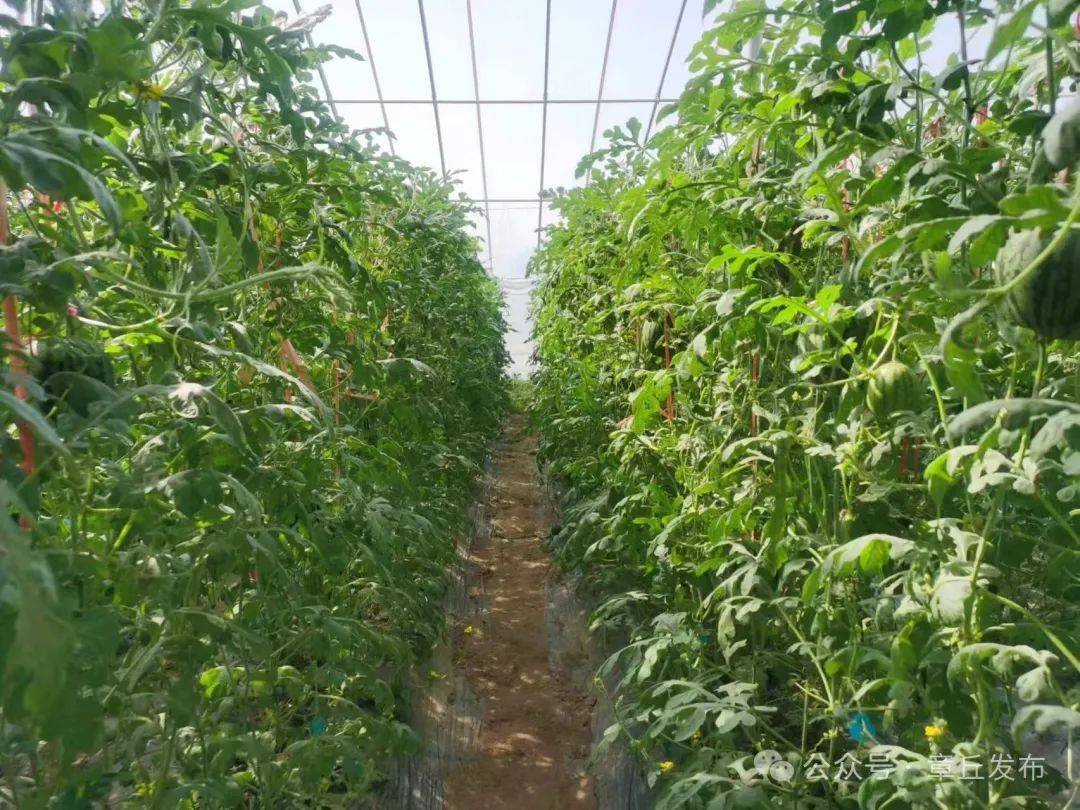 47岁的瓜农程殿林,已经种植了30年甜瓜,从原先单一种植的"景甜5号"到