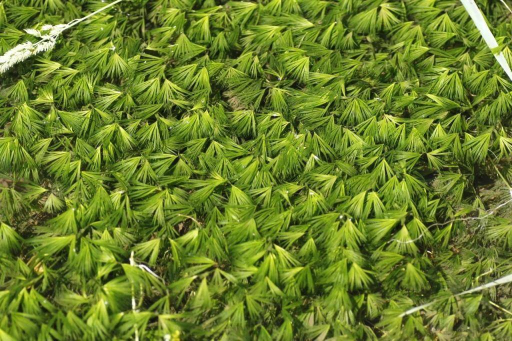 北京优良水质指示物种复现玉渡山,6月将绽放朵朵白花_河道_延庆_自然