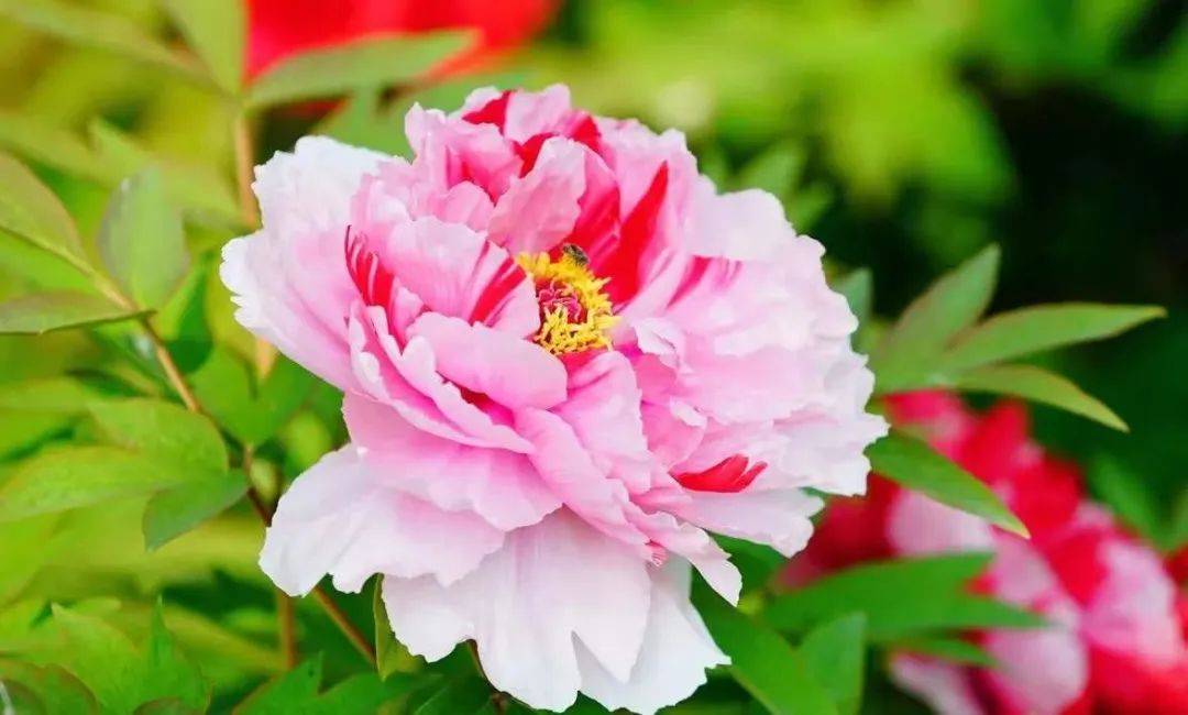 管出高品质绣得幸福来菏泽城管全力护航牡丹花会