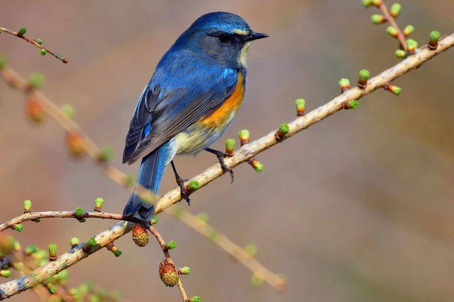 与鸟邂逅29红胁蓝尾鸲大山里的蓝宝石