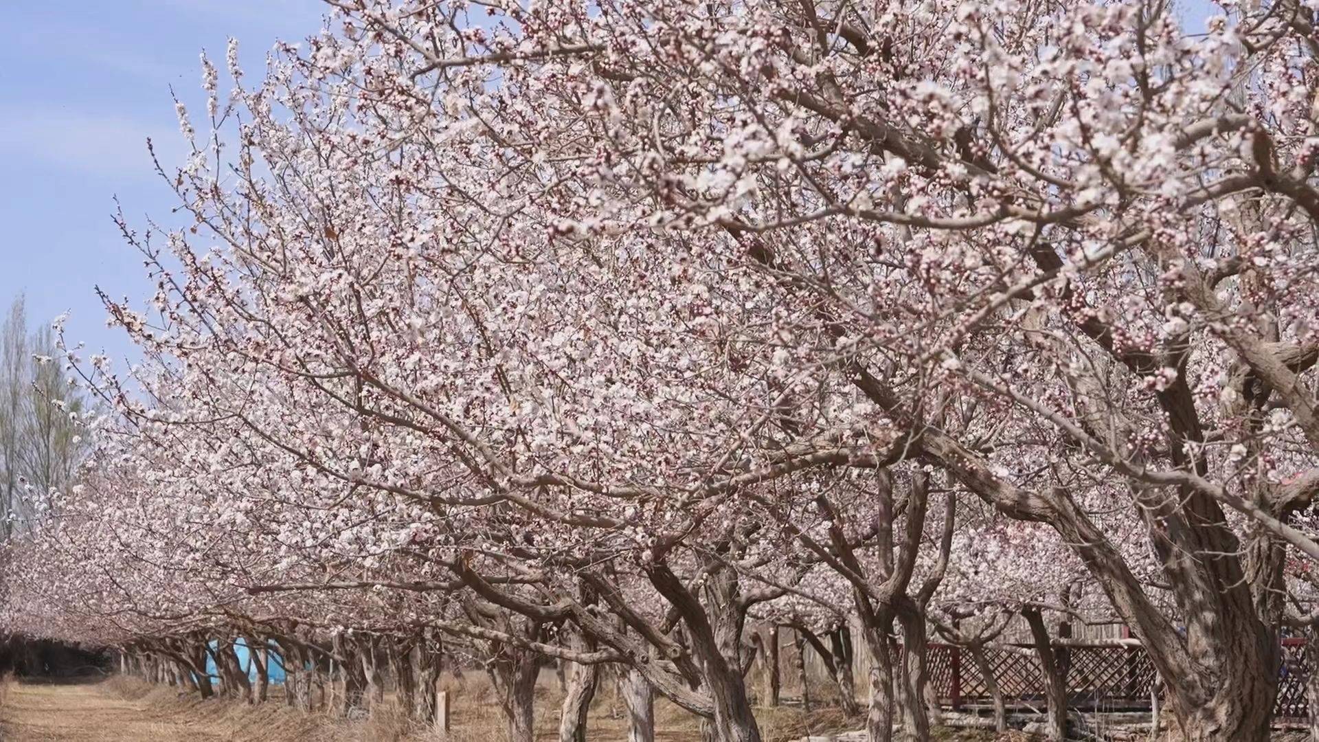 轮台县8万余亩杏花借暖风春水,照枝头新妆 (吐尔逊·吾斯曼 摄)轮台县
