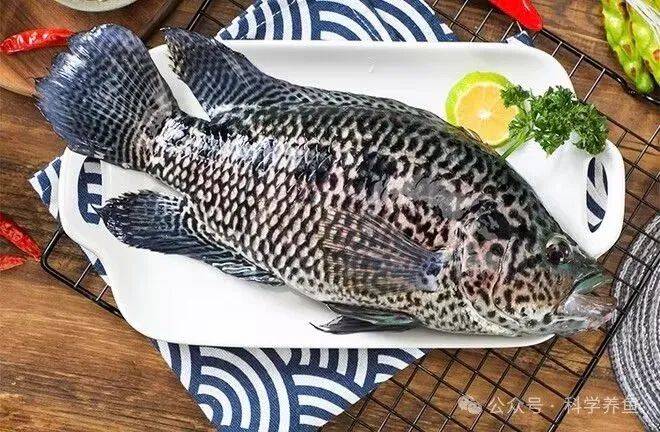 花斑鱼是学名,它还有花老虎,美洲虎鲷,花豹石头鱼之类的别称,俗名