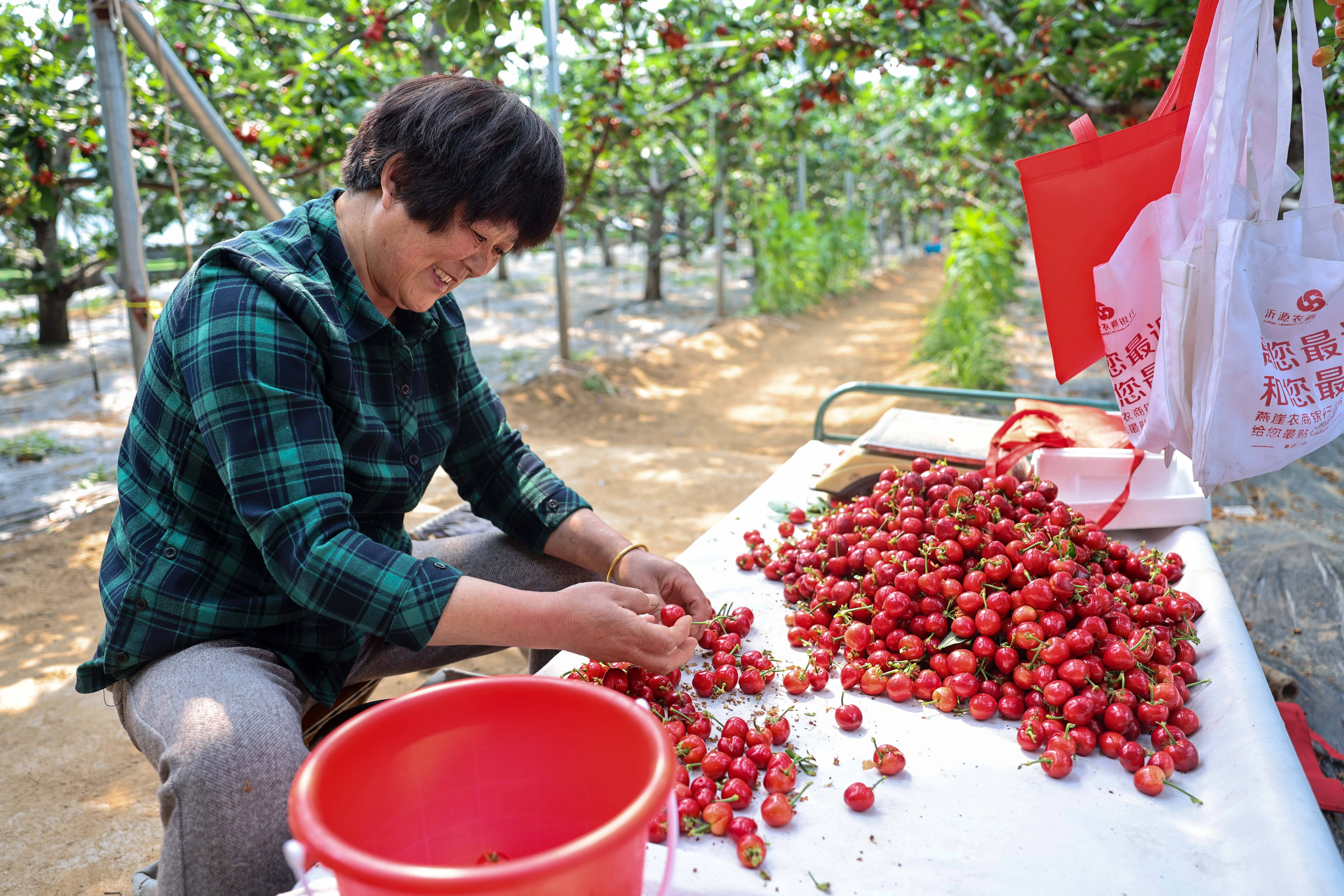 山东沂源:忙碌的"樱桃小镇"