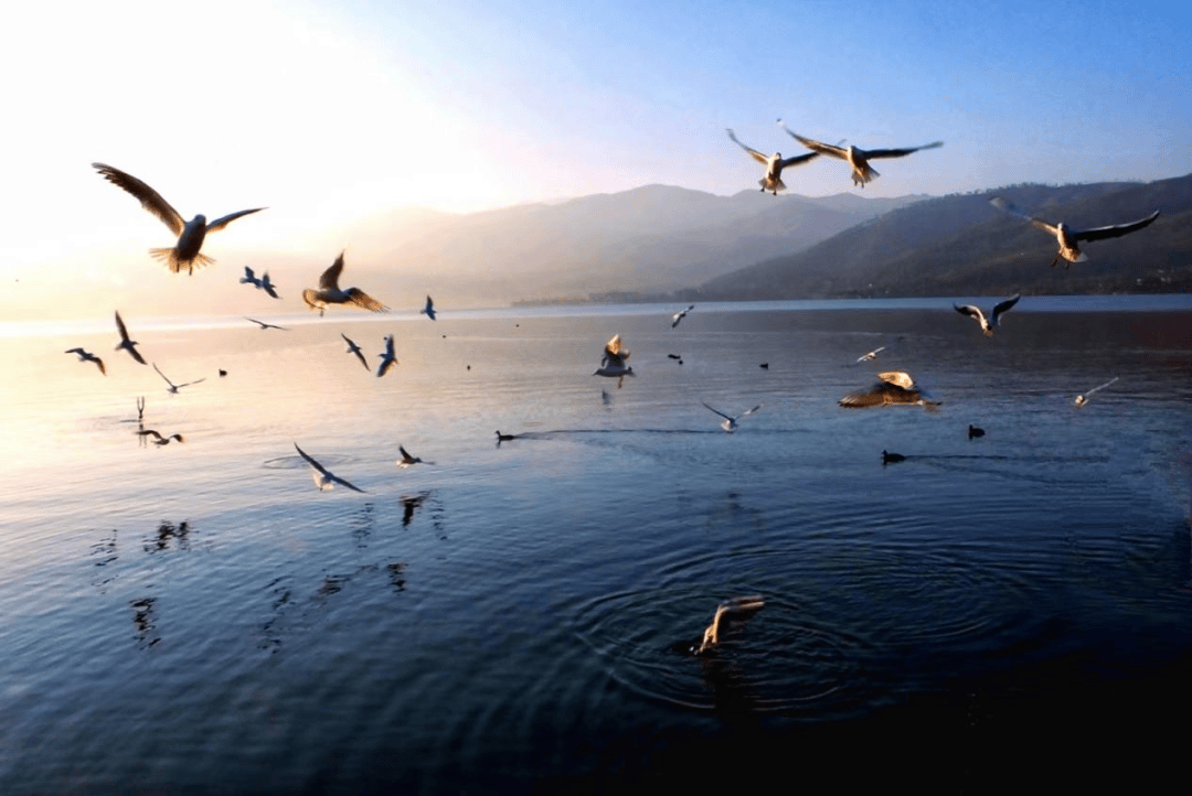 西昌邛海入选联合国聚焦湿地保护项目示范点