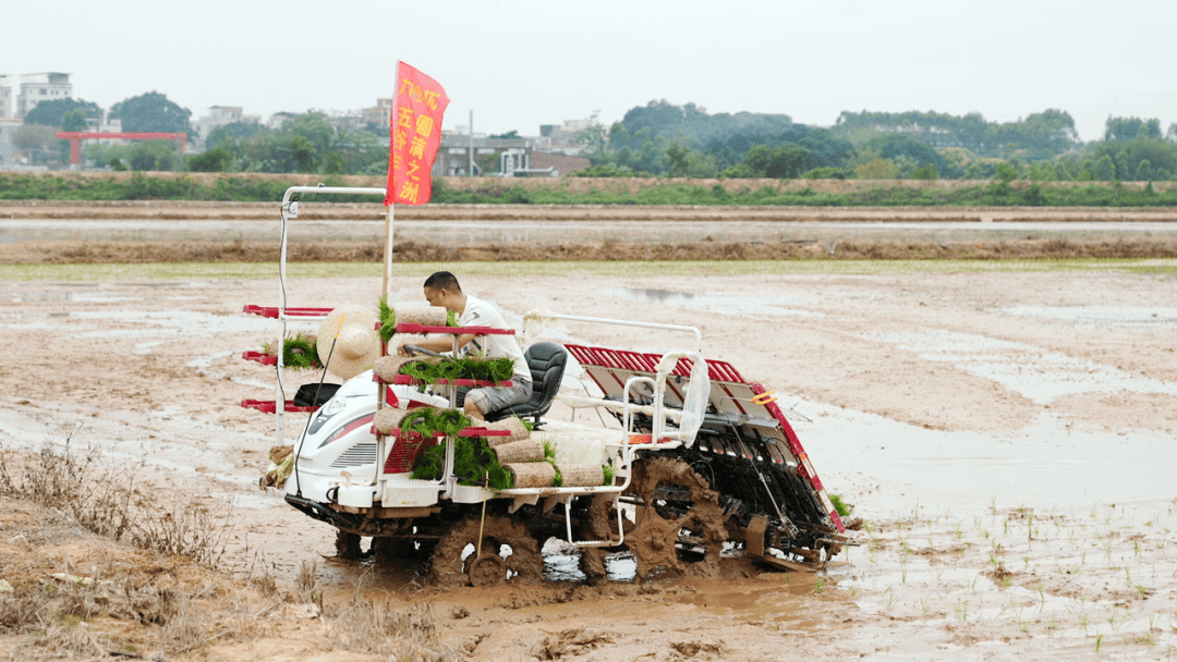 伴随着"哒哒"的发动机声音,插秧机开过之处,一行行秧苗整