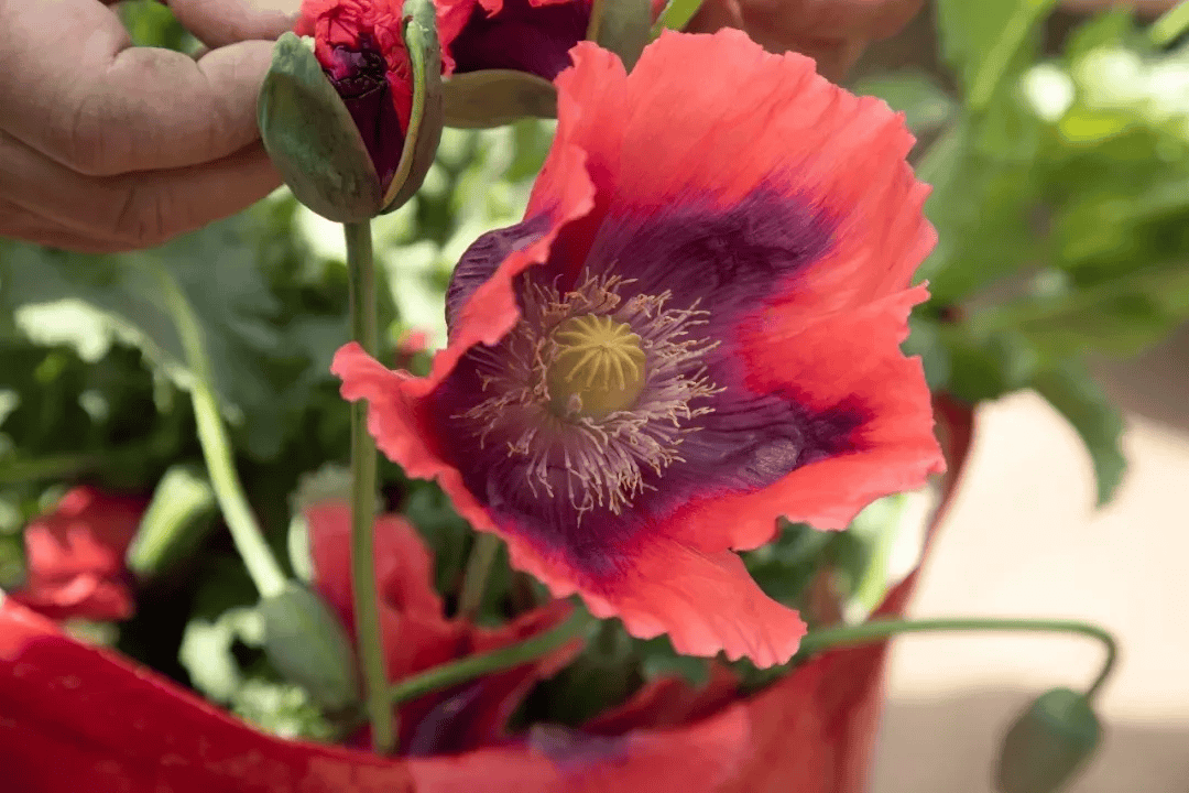 被处罚后,再次种植1667株罂粟,依法逮捕!_非法_毒品_植物