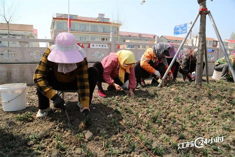 (特约摄影徐卫10:39摄 11:20上线)4月10日,连云港市海州区岗埠农场