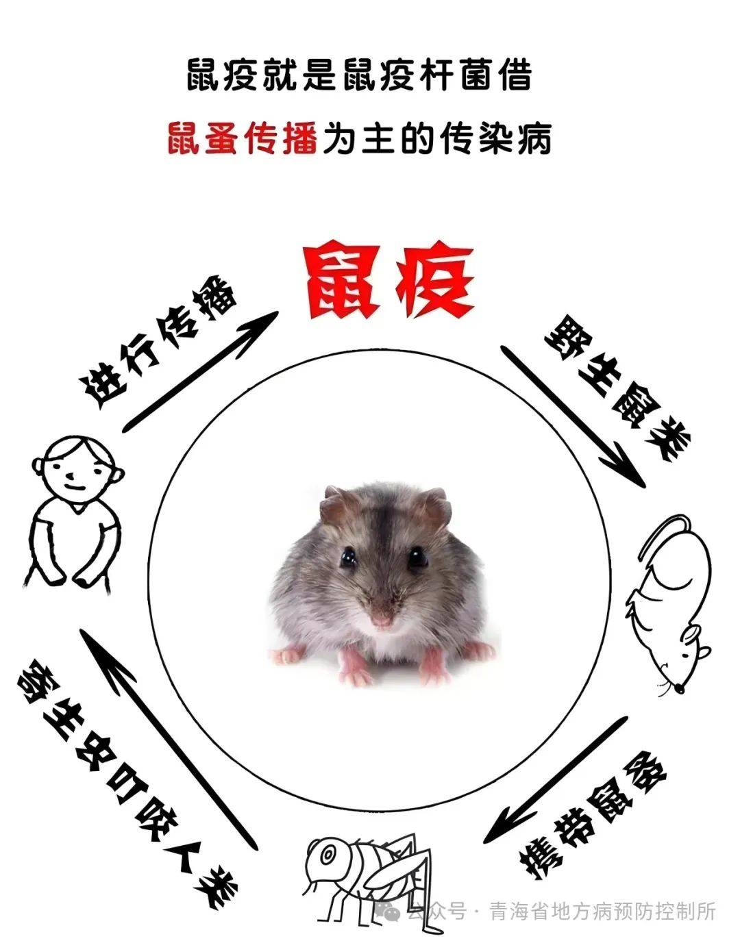 人通过接触,捕猎,剥食感染鼠疫的动物,或者被感染鼠疫的跳蚤等昆虫