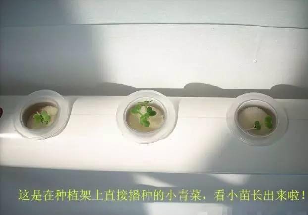 牛人巧用pvc管阳台种菜都能供一家人吃了太有才了