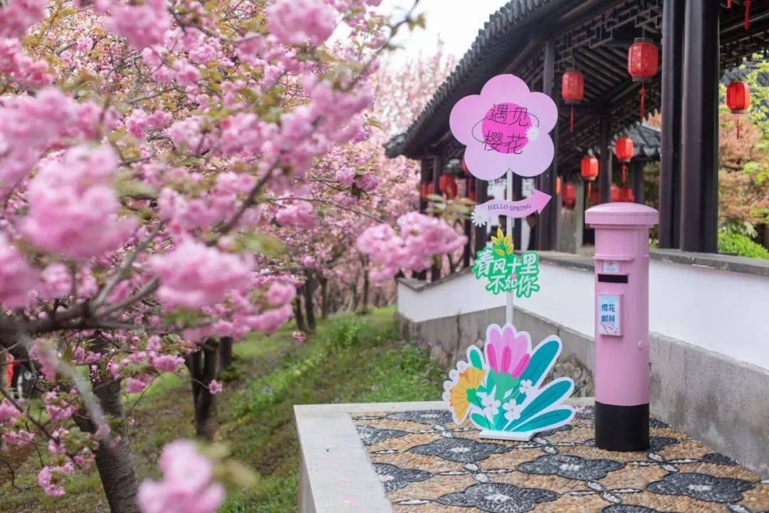 美哭千株晚樱盛开一起花式打卡