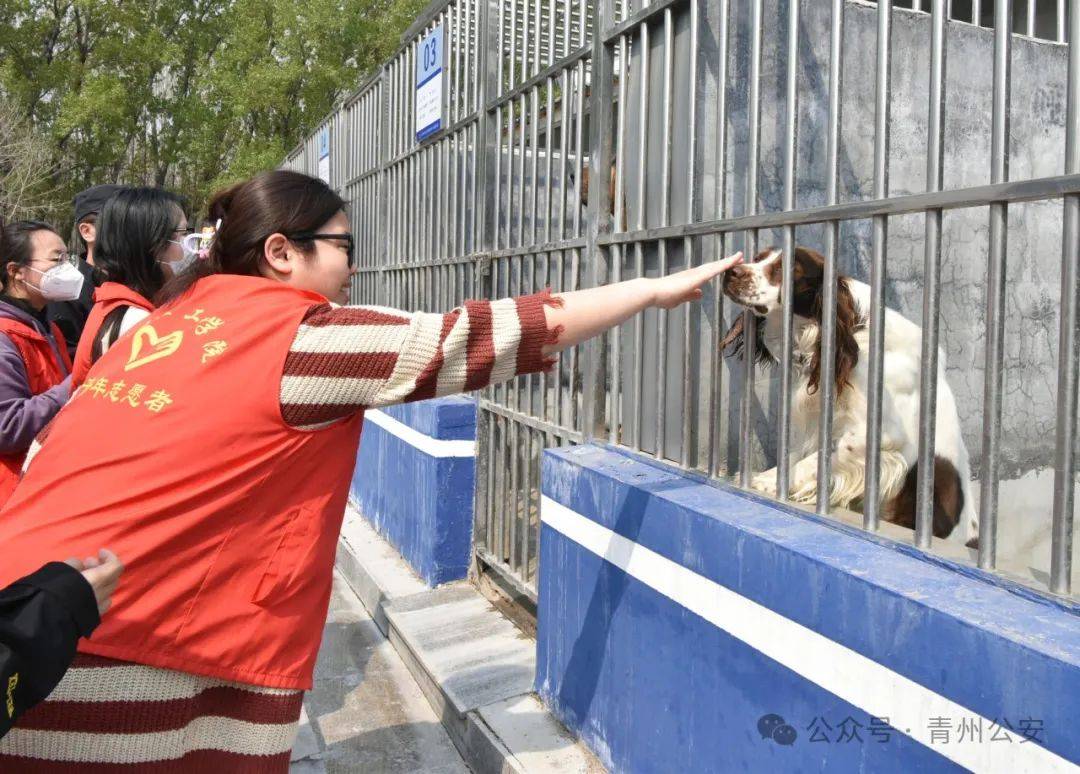 青州公安警犬训练基地开放日