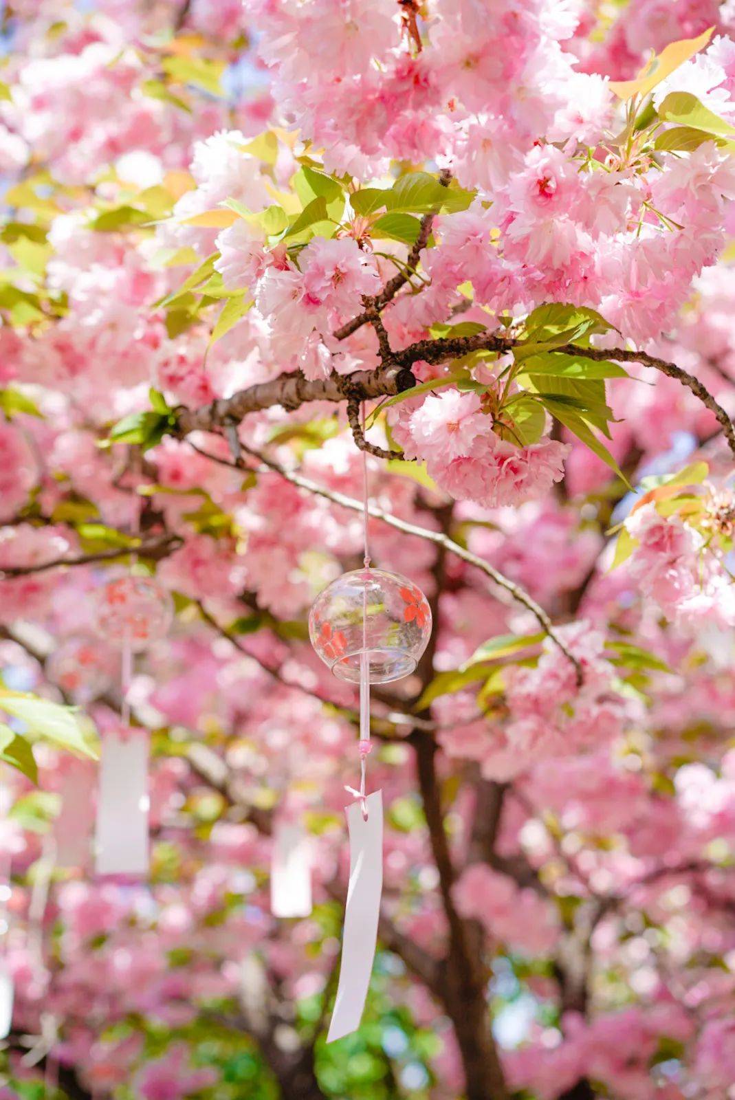 千株晚樱盛开,一起花式打卡~_樱花_活动_时间