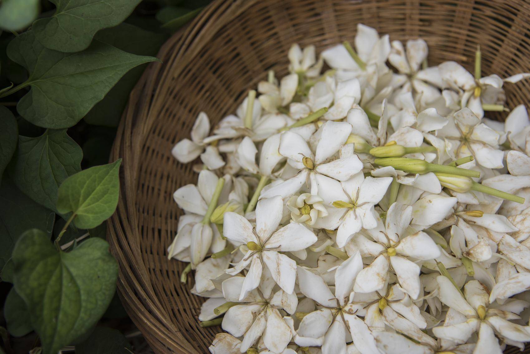 我们回来,栀子从簇簇一大株变成一个杆儿,没剩几片叶子,也不再开花了