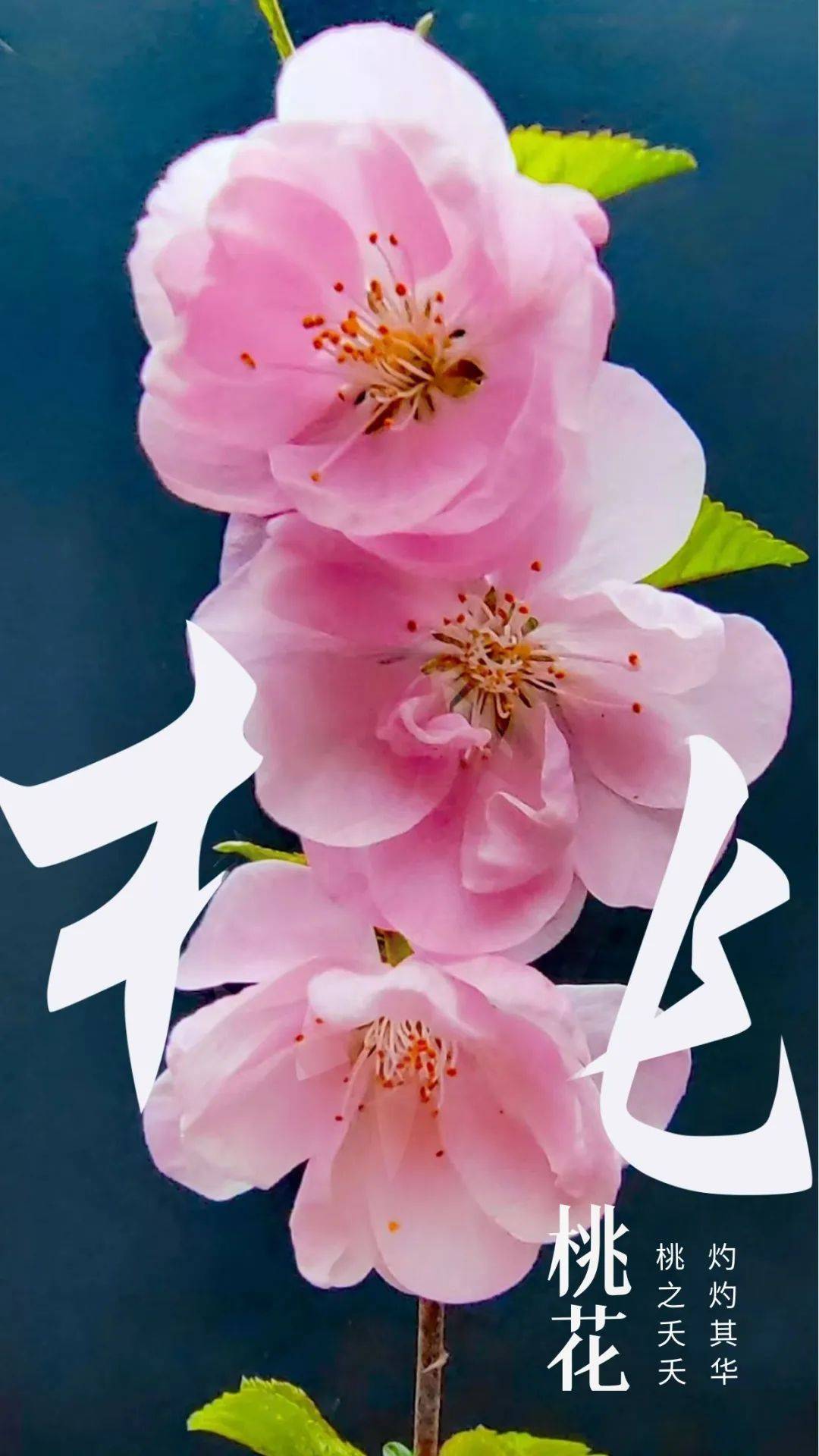 【"慧"文化】收下这份限时浪漫!用汉字打开春天