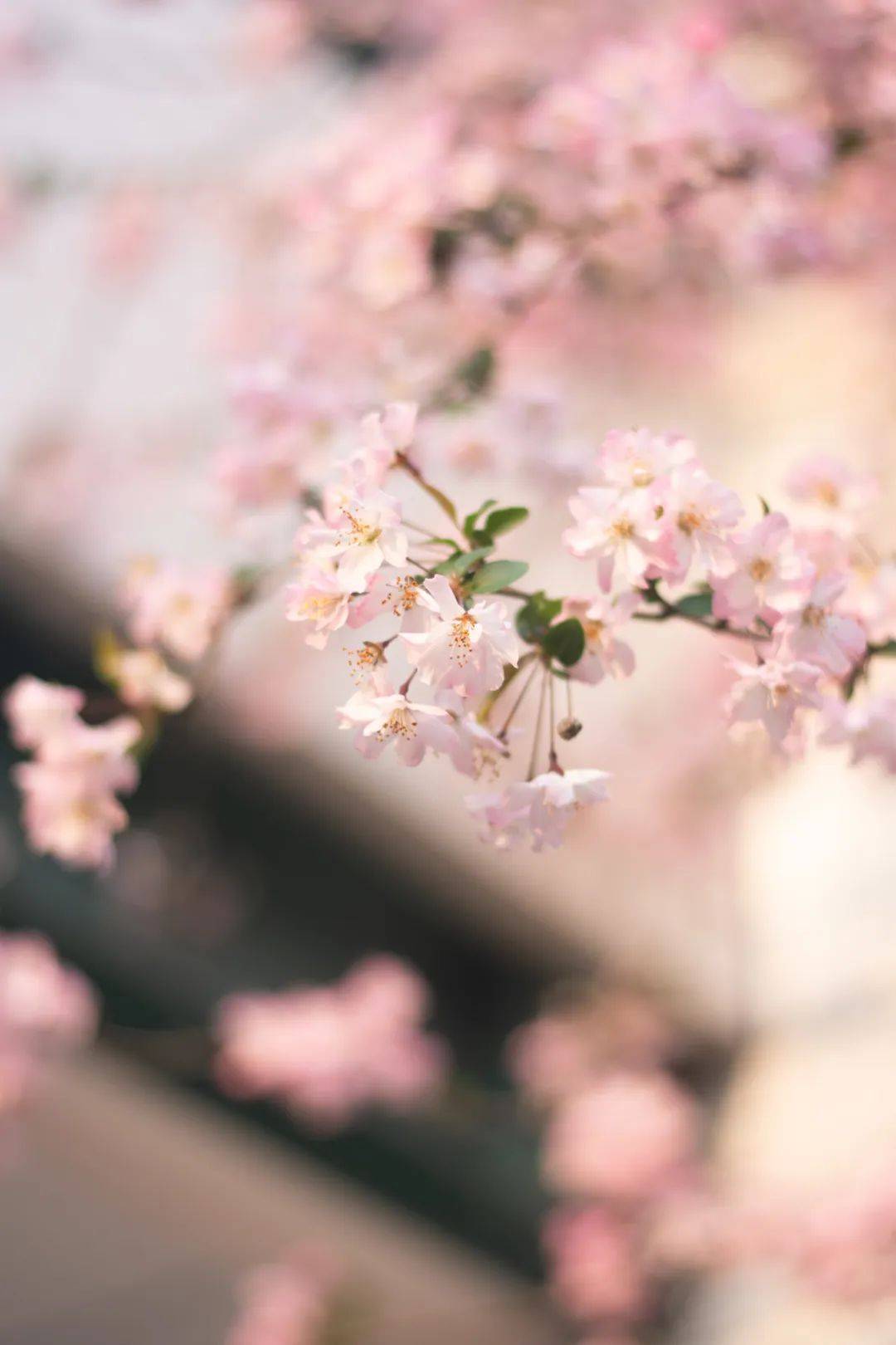盐梅摄影特辑春日美景你最pick哪一帧