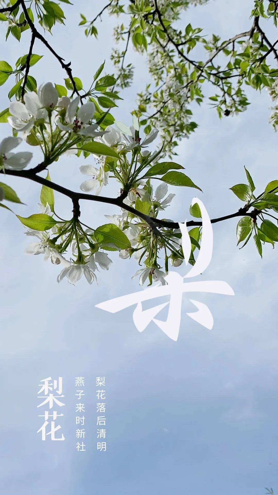 【"慧"文化】收下这份限时浪漫!用汉字打开春天