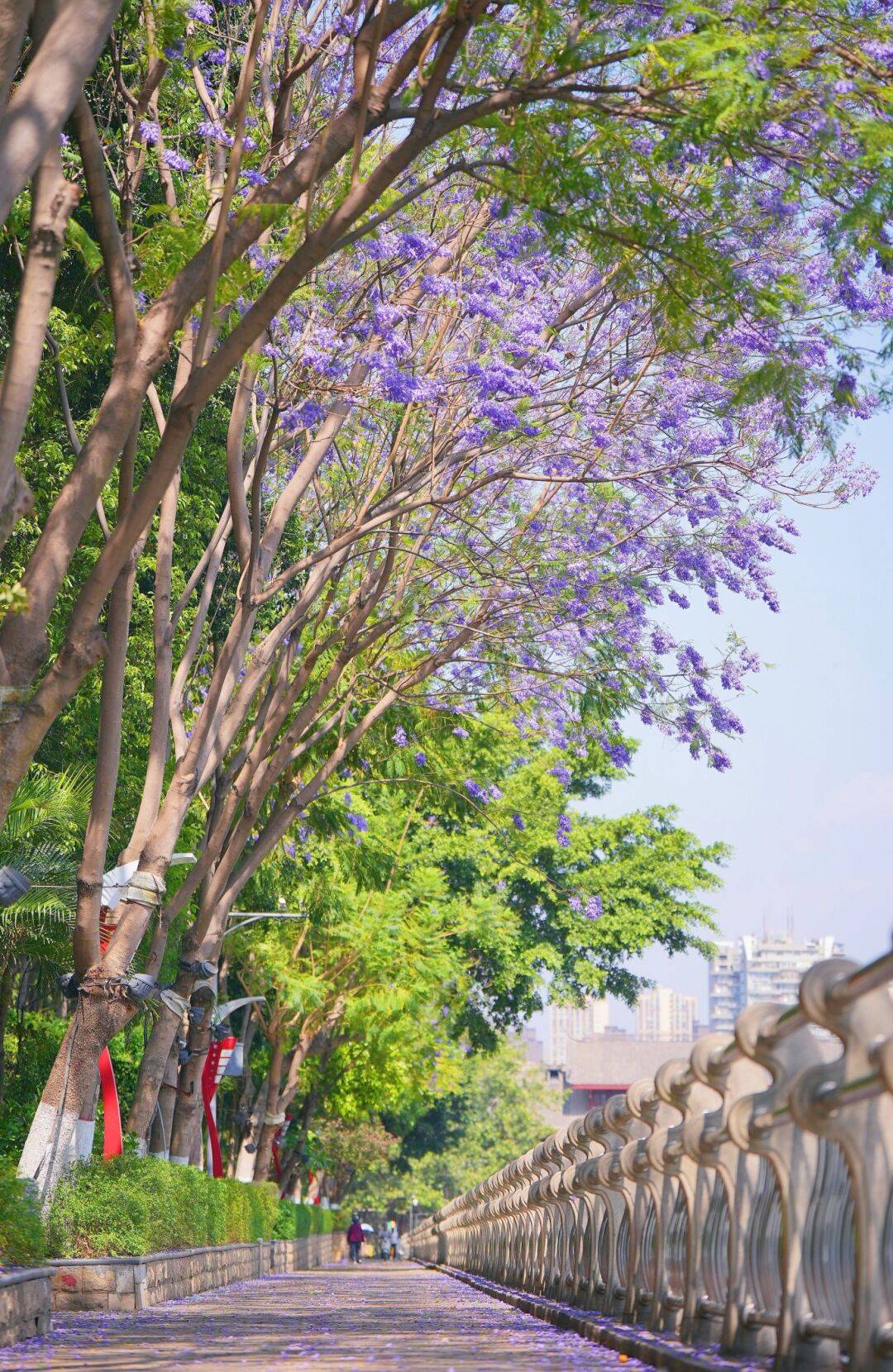 暖暖花城慢漫生活蓝花楹又开啦一年一度浪漫归来