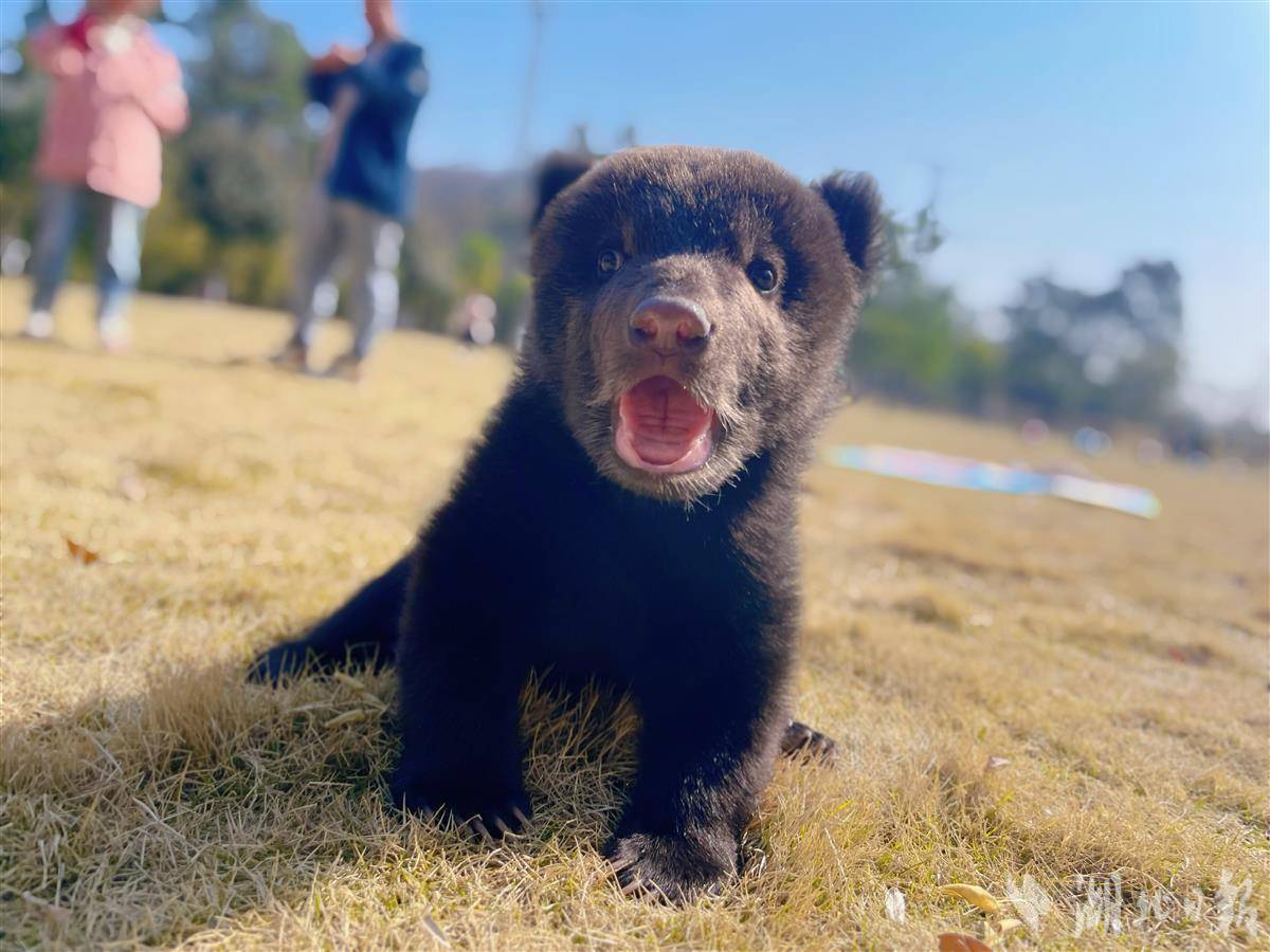 武汉野生动王国首例成功人工饲养棕熊幼崽即将百天