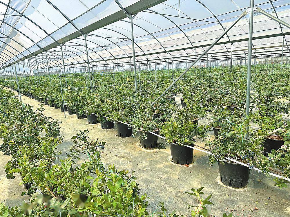 云南普洱蓝莓种植基地图片
