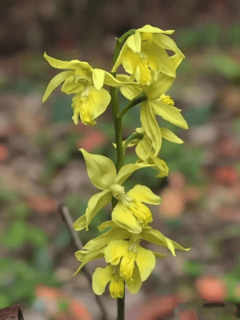 世界极危在崀山开了